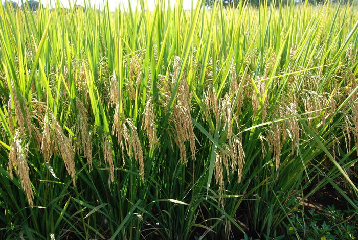 Lavoura de arroz