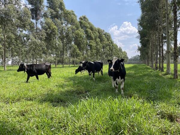 vacas em um pasto